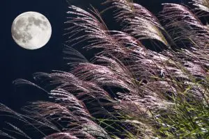 月とすすき