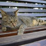公園のベンチに寝そべるネコ