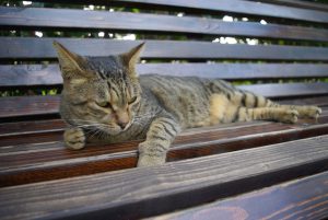公園のベンチに寝そべるネコ