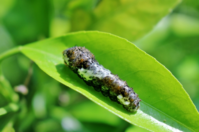 鳥のフンに擬態するアゲハチョウの幼虫