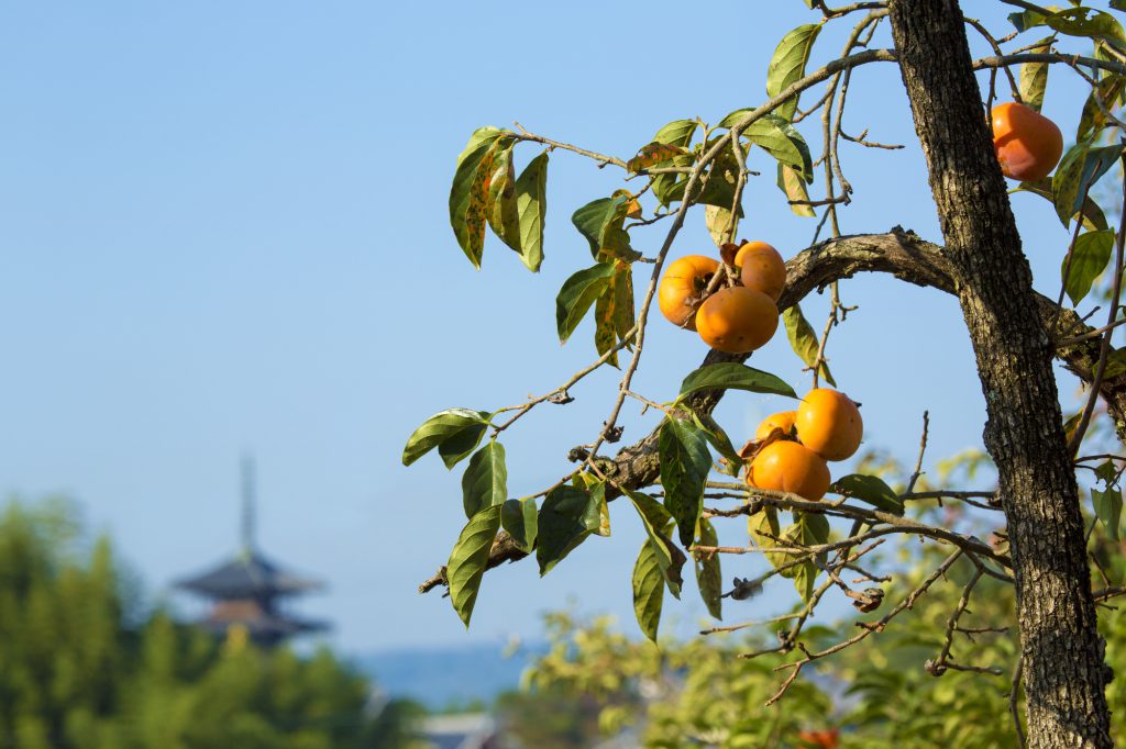 柿と法隆寺の遠景