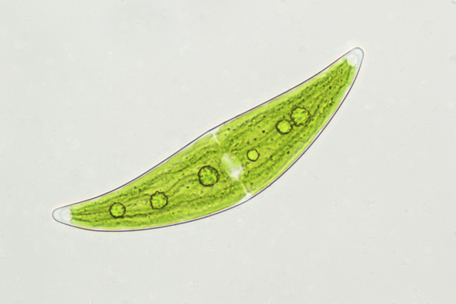 ミカヅキモの細胞