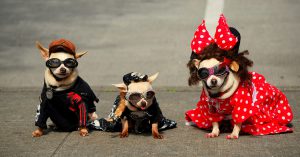 ファッショナブルな服を着た３匹の犬