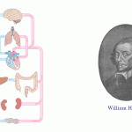 循環系の概略図とウィリアム・ハーベイの肖像画