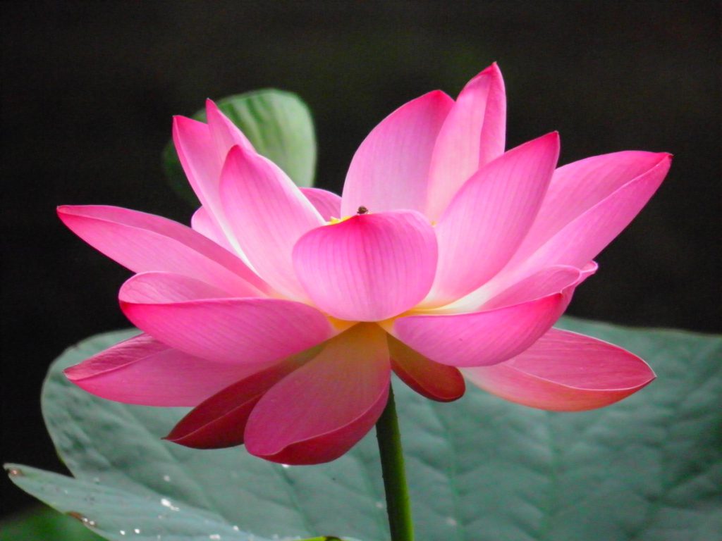 桃色のハスの花