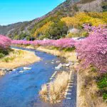 河津町の春の風景、桜と川と丘