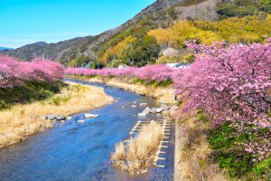河津町の春の風景、桜と川と丘