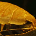 ダイオウグソクムシ