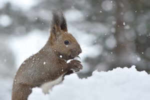 雪の中で食事をするリス