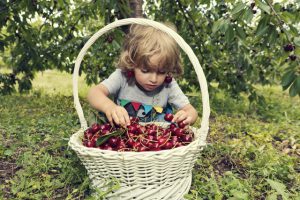 果樹園でサクランボを集める子供