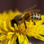 タンポポの花粉を集めるハチ