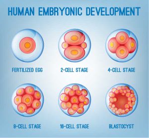 ヒトの胚の初期発生