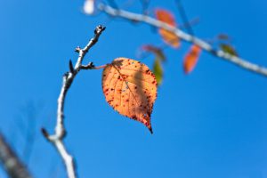 秋の空と最後の一葉