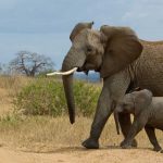 ゾウの親子（タンザニア国立公園）