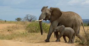 ゾウの親子（タンザニア国立公園）