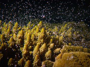 サンゴの一斉産卵（マグネチック島）