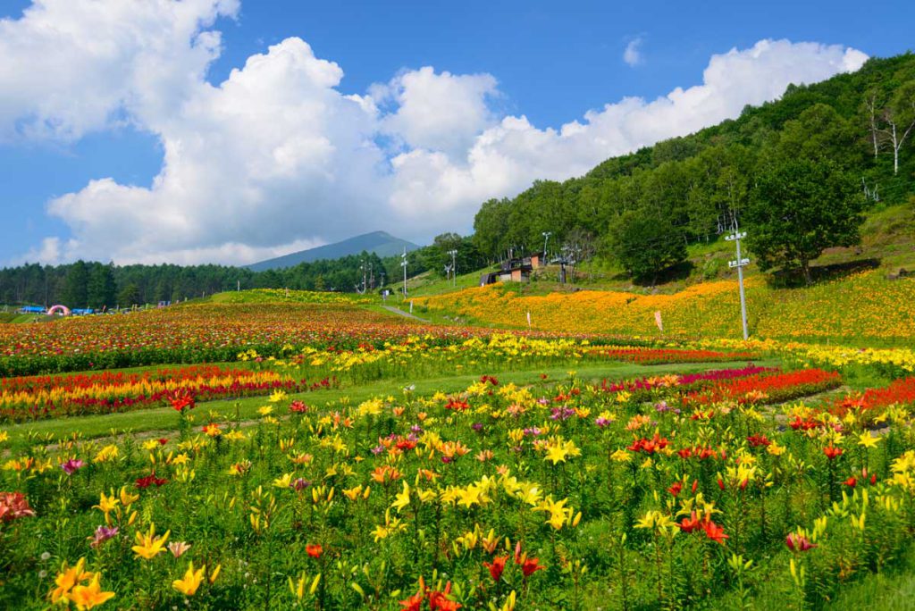 富士見高原－花の里