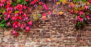レンガの壁と色とりどりの葉
