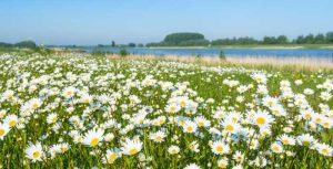 川岸の白い野菊の群生