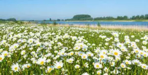 川岸の白い野菊の群生