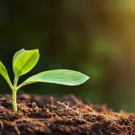 日の光を浴びている発芽したばかりの木