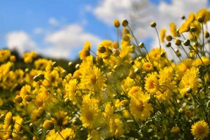 黄色の野菊の群生。画像提供：shutterstock