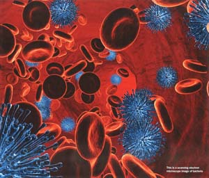 ウイルス感染が活発な段階では、２種類のＴ細胞の両方が刺激を受ける。