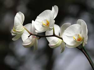 白いラン（蘭）の花