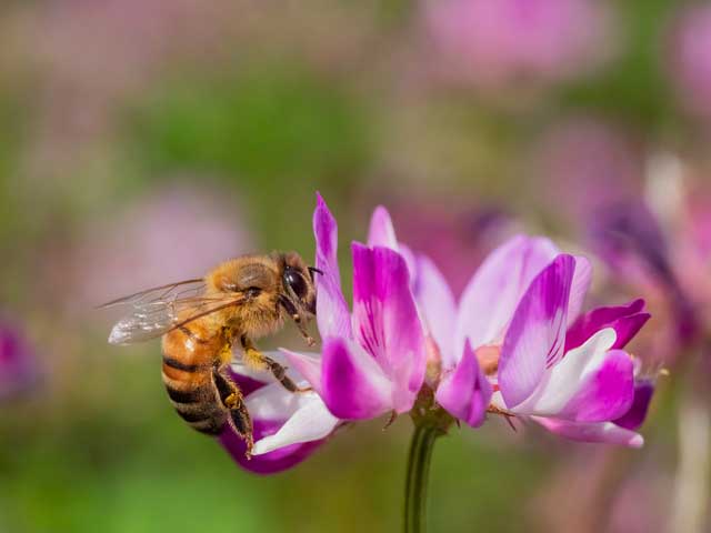 
ミツバチと花