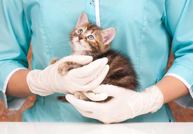 子猫を抱いている獣医（動物福祉のイメージ）