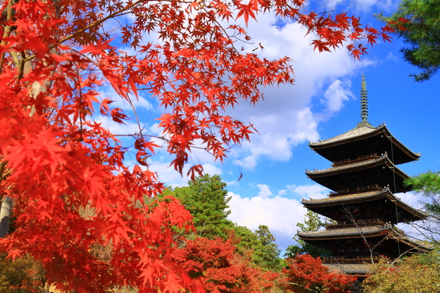仁和寺（京都市）の五重塔と紅葉