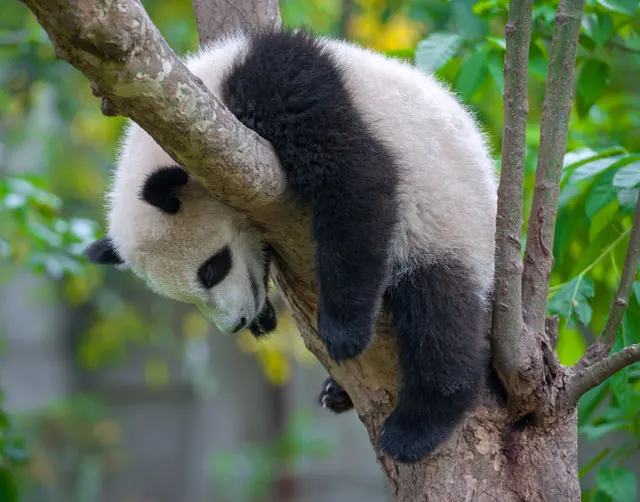 パンダの寝姿