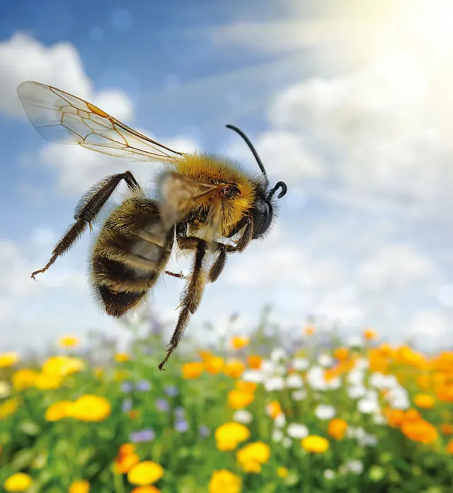 太陽神ラーの涙と神聖なミツバチ－古代エジプトのミツバチとハチミツの逸話