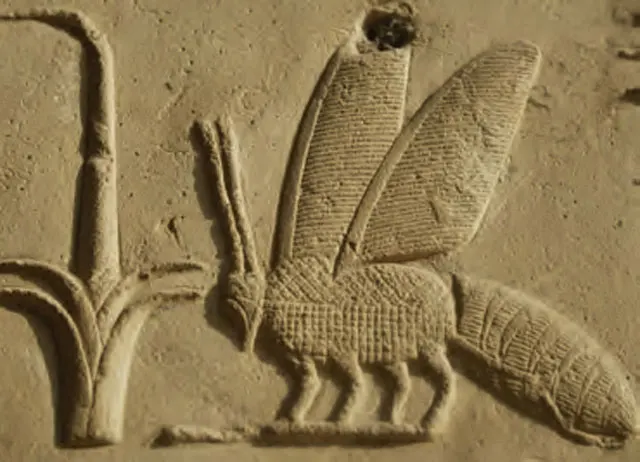 ミツバチと葦（Nesut bit：ネスト・ビト）の象形文字は、「上エジプトと下エジプトを治める王」を表わしている。ミツバチは下エジプトの象徴であった