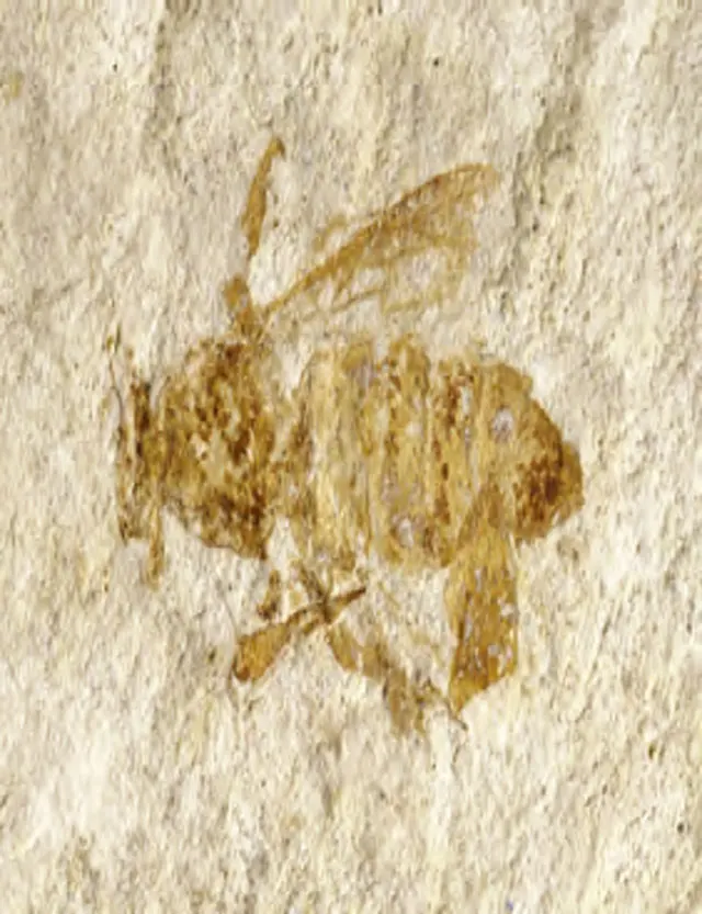 ミツバチの化石の例