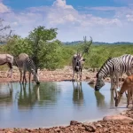 アフリカのナミビアにあるエトシャ国立公園の水辺に集まる野生動物