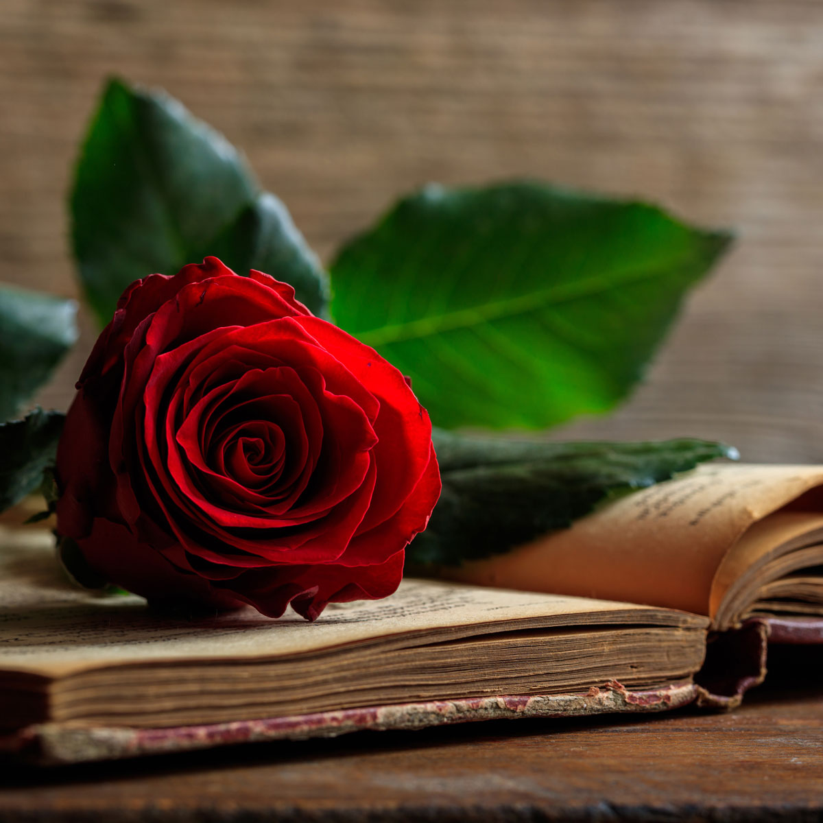 バラ十字会の学習システムとは｜神秘学と自己成長の通信講座