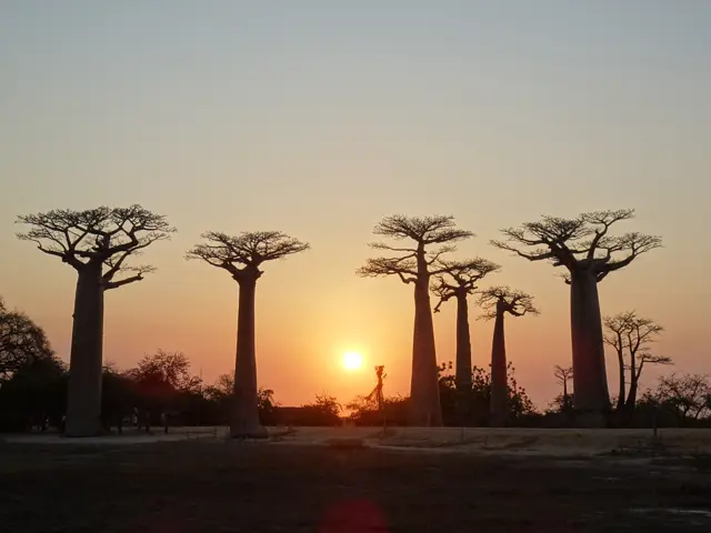 バオバブの木と夕陽