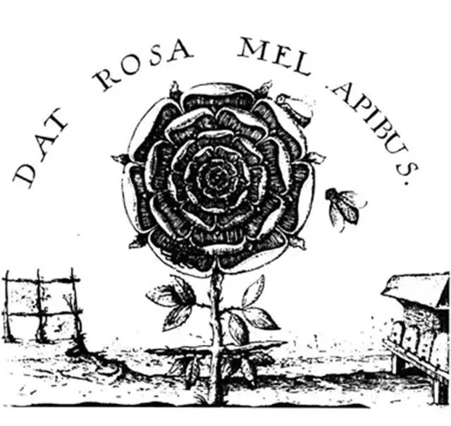 開花するバラ｜バラ十字会の歴史と神秘（第9章）｜バラ十字会AMORC